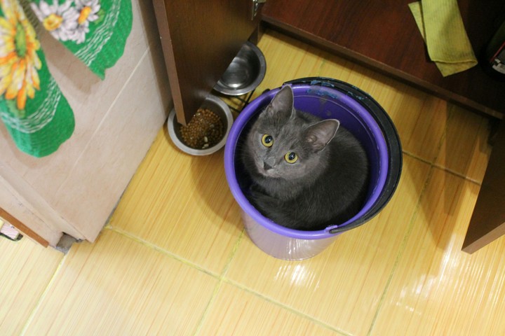 моя кошка