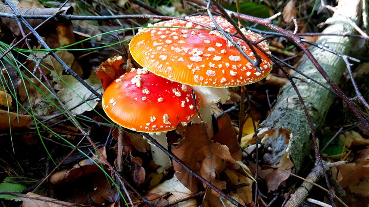 Autumn