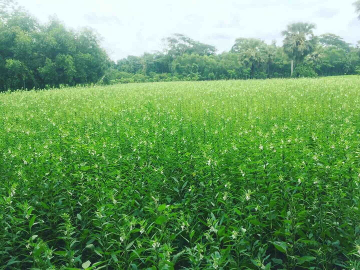 sesames crops