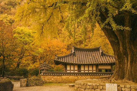 Fall in Korea