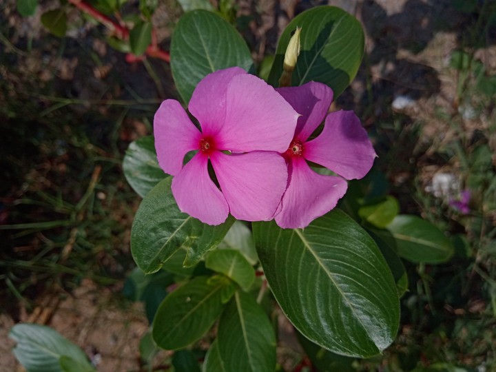Flowers