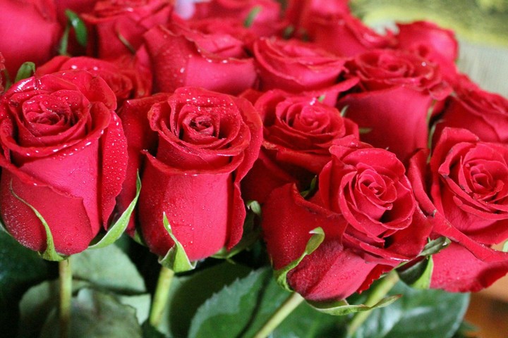 roses