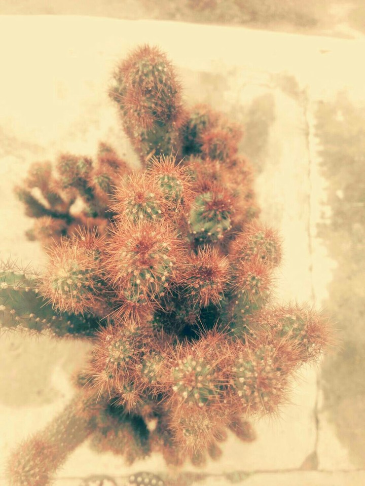 cactus