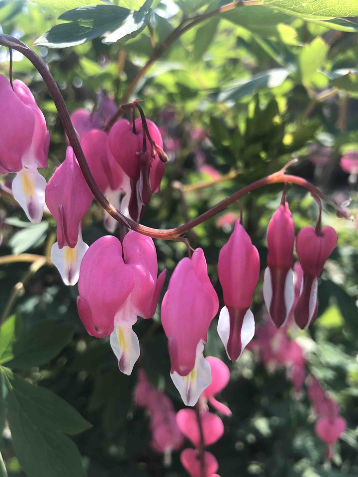 bell flower