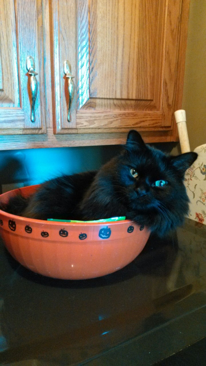 Black Cat