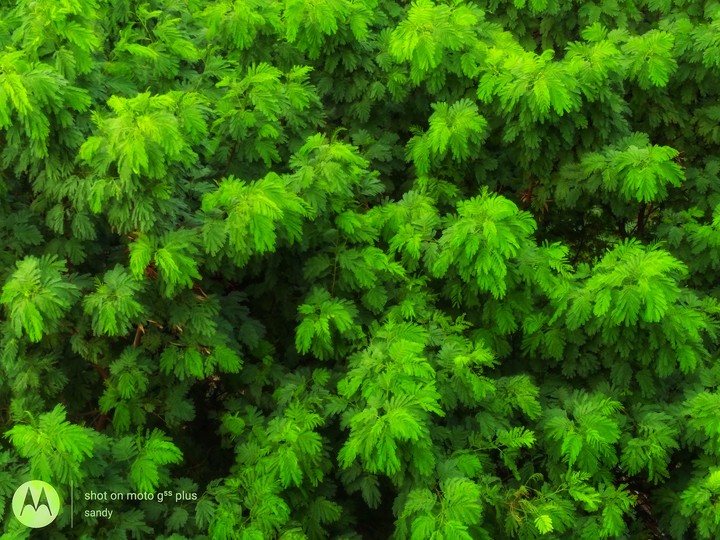Nature