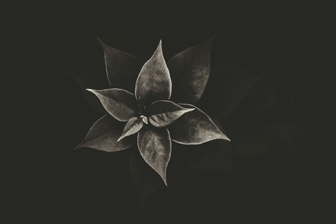 floower