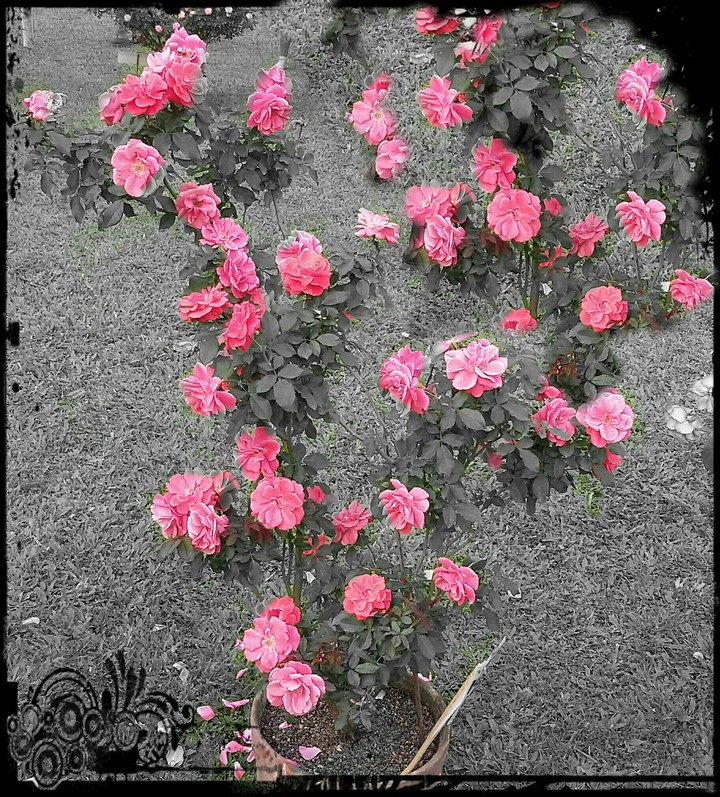 Rose in pink