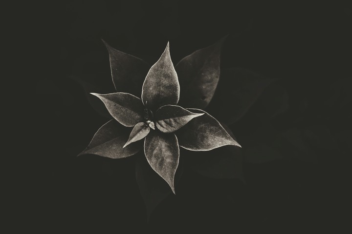 floower