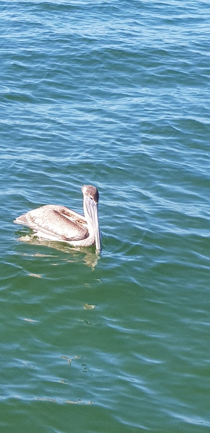 Pelican