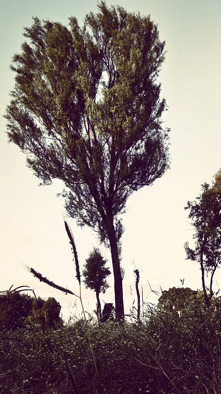 Tree