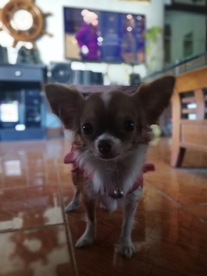 dog