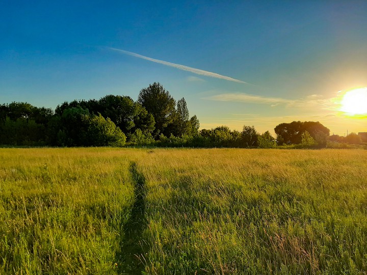 Field