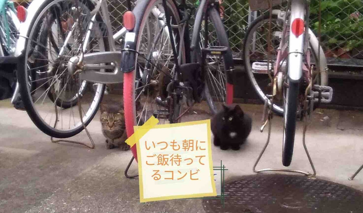 朝ごはん待ち