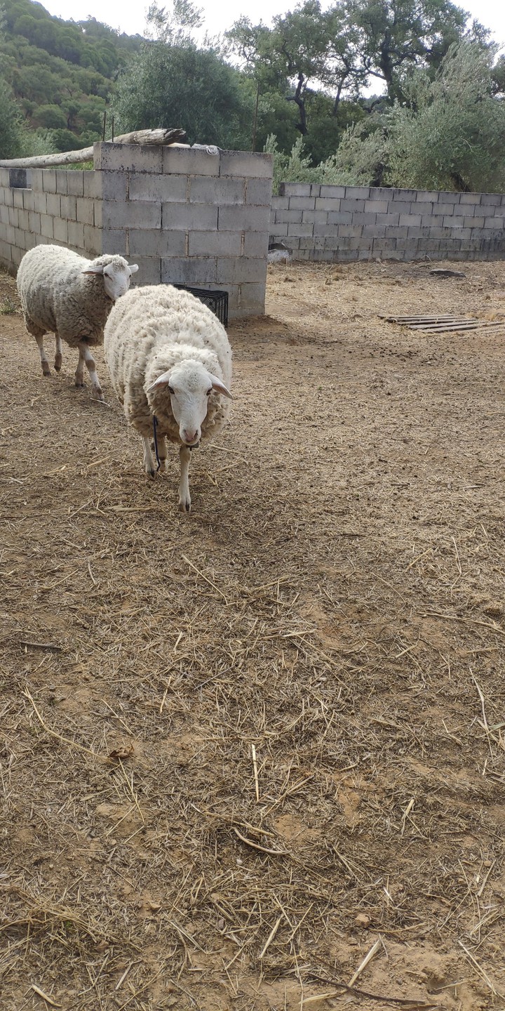 sheeps