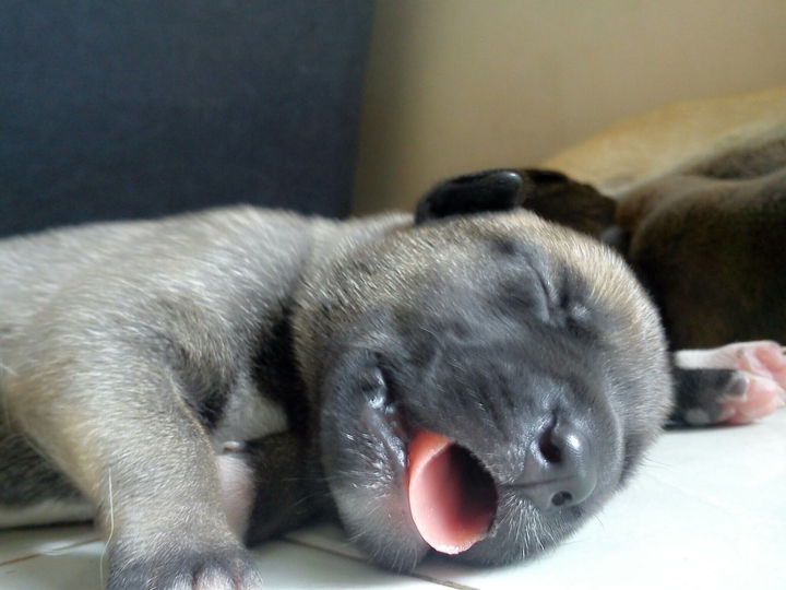 Puppy