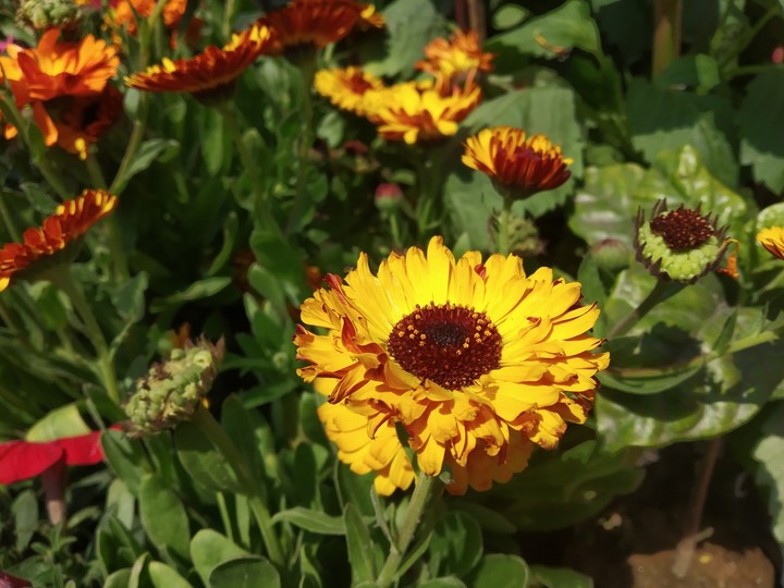 awesome flower