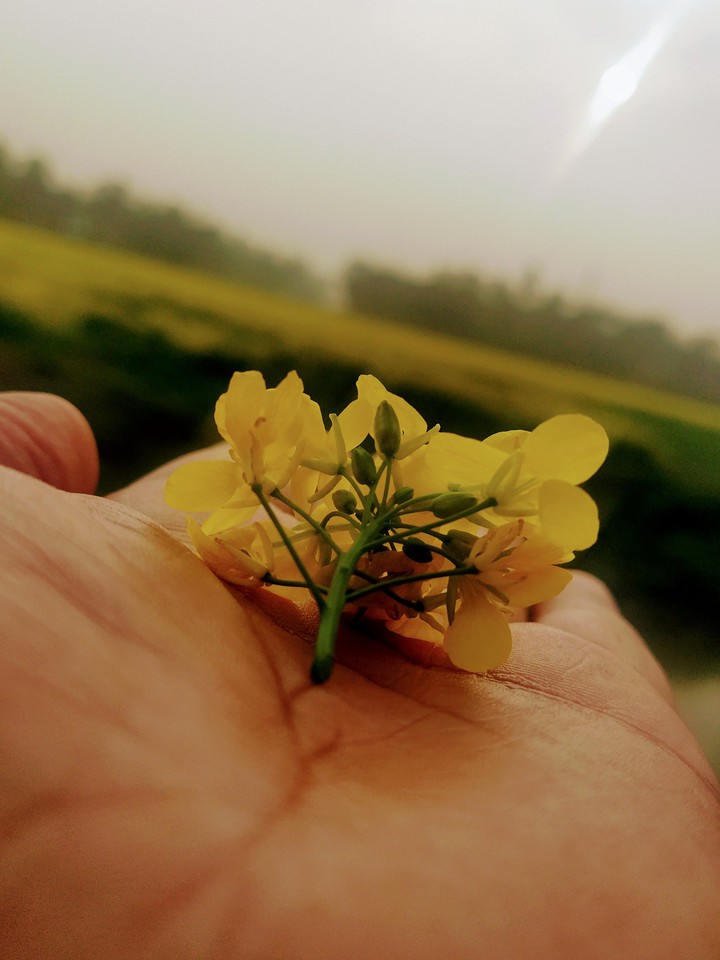 Mustard flower