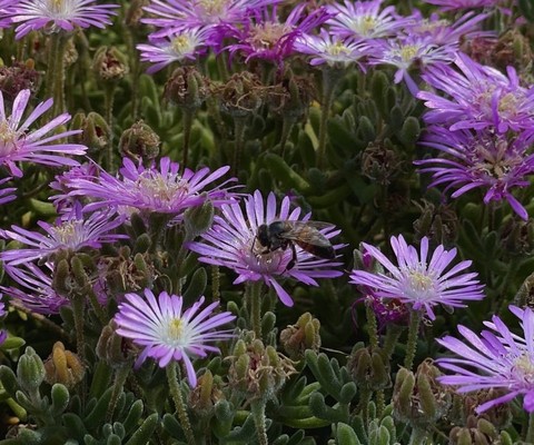 papéis de parede flower, Pollen