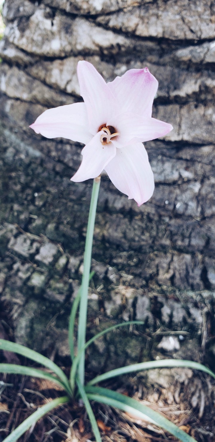 beauty