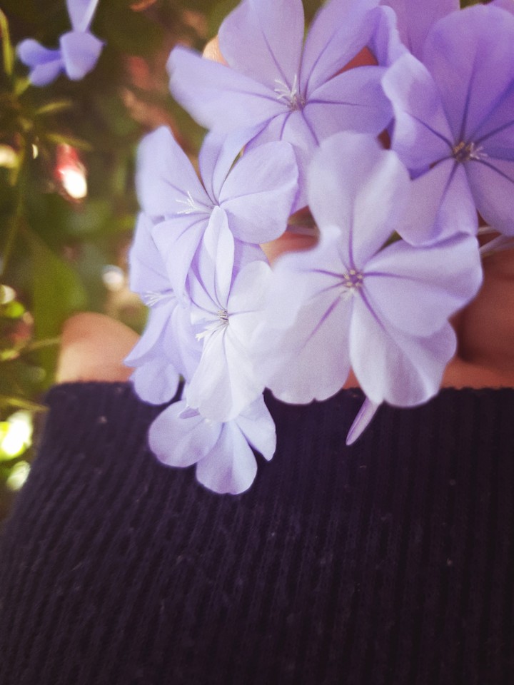 beutiful flowers of your imagination