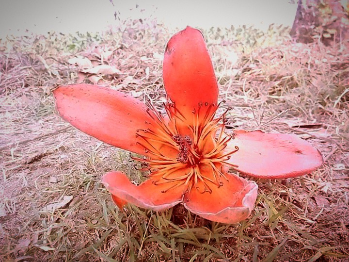flower