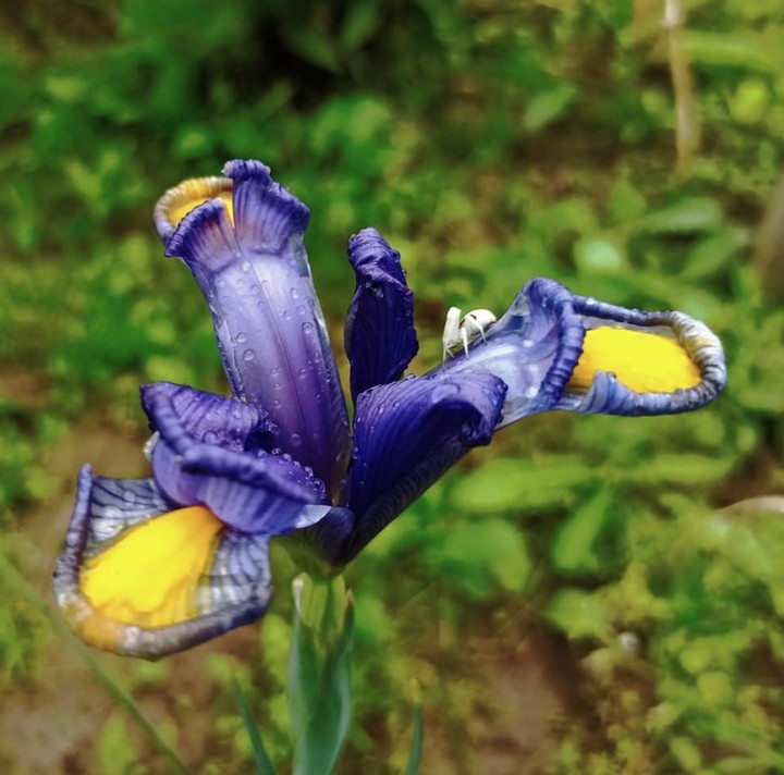 Iris