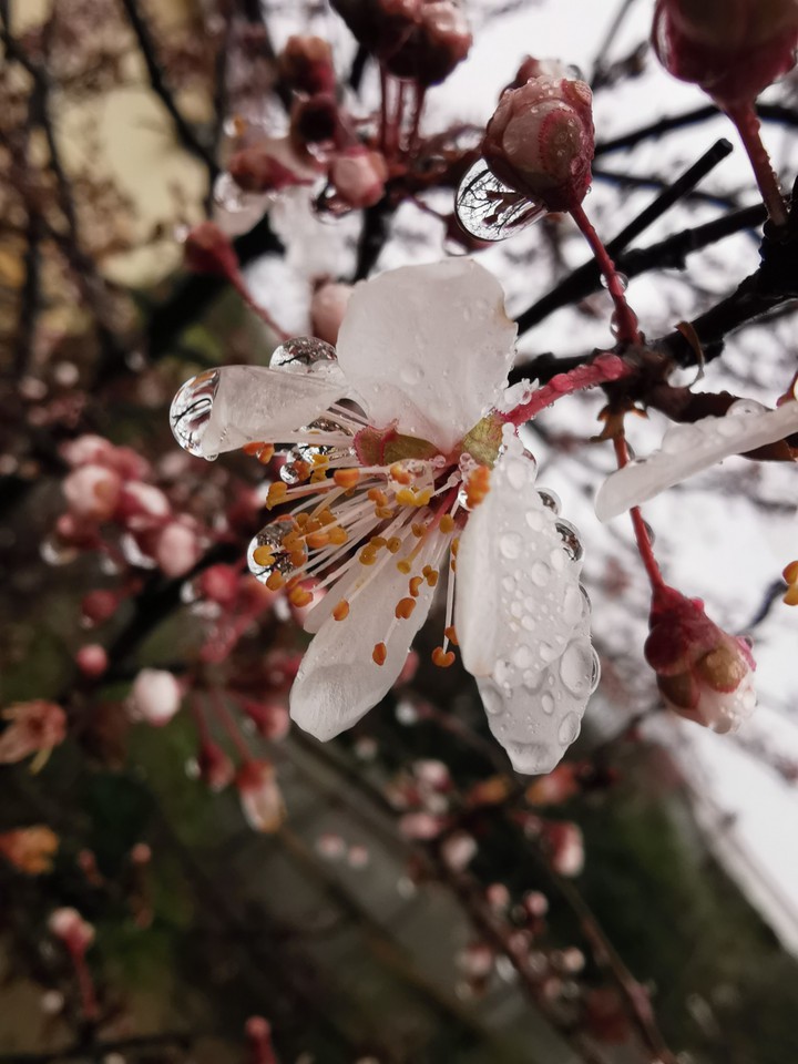 spring