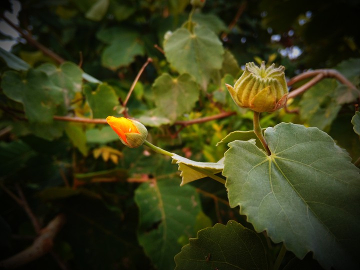 flower