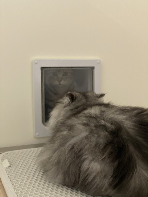 cat, Tail壁紙