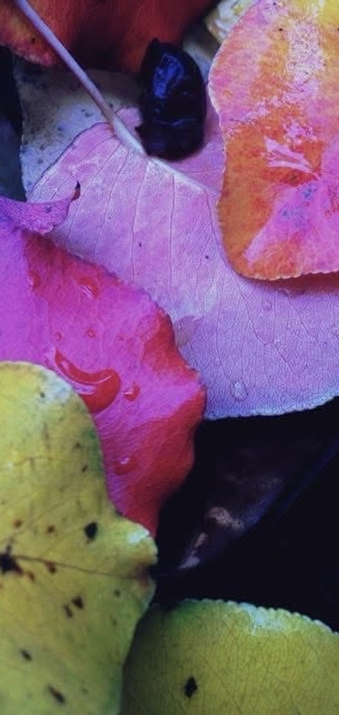 Leaves