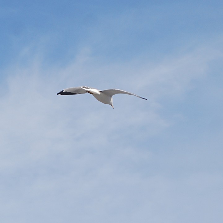 새