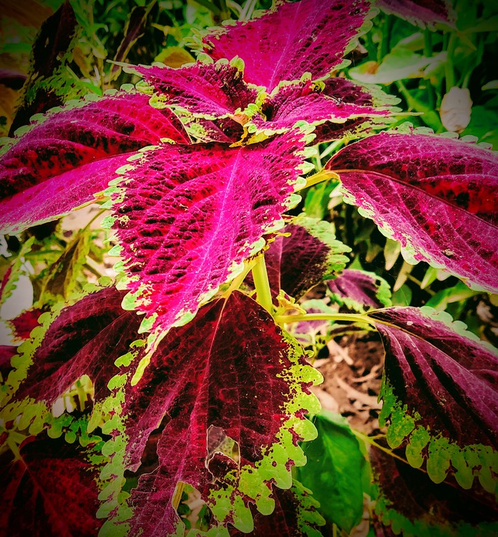beautiful plants