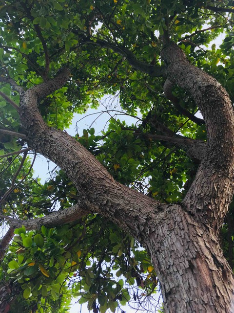 tree