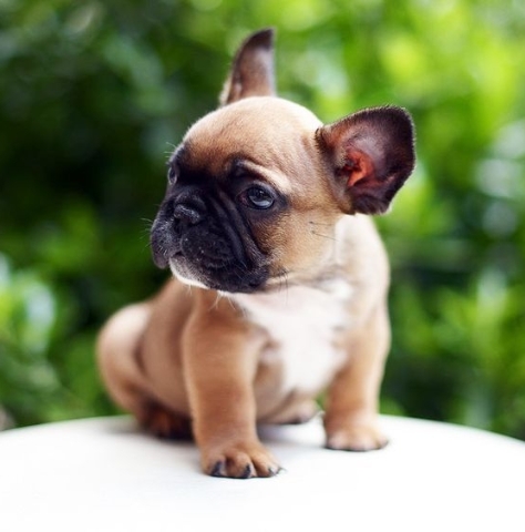 tierno