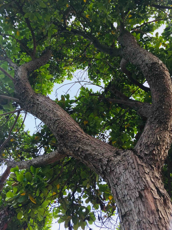 tree