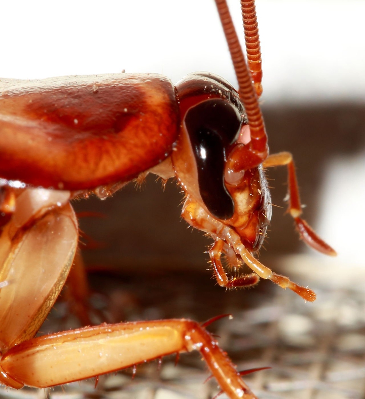 ant ?