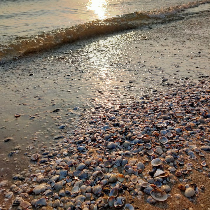 Alba