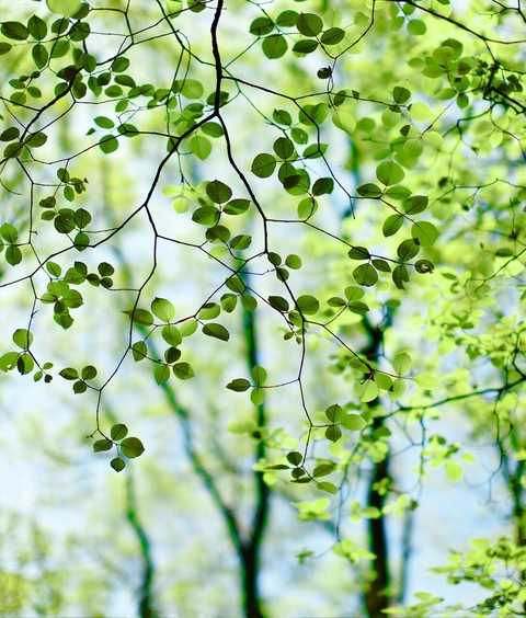 tree