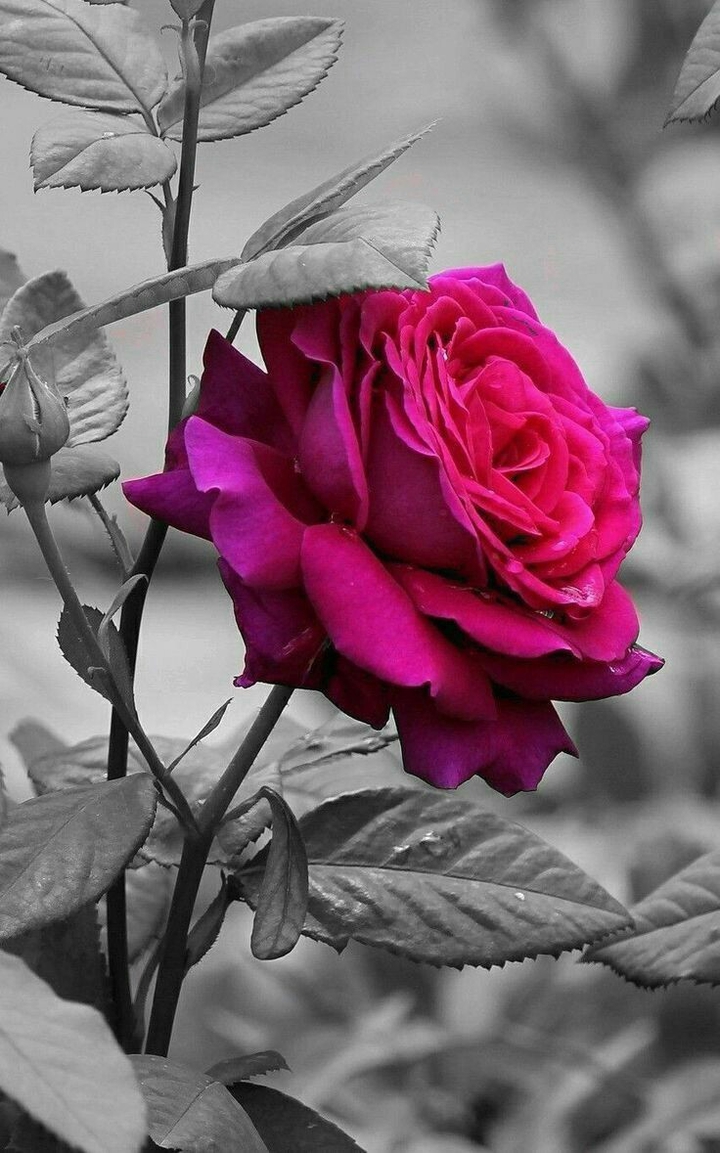 rose