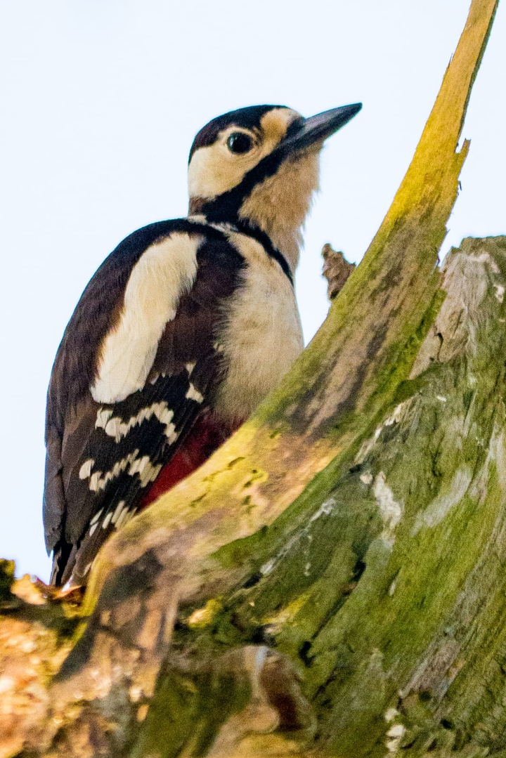 Buntspecht