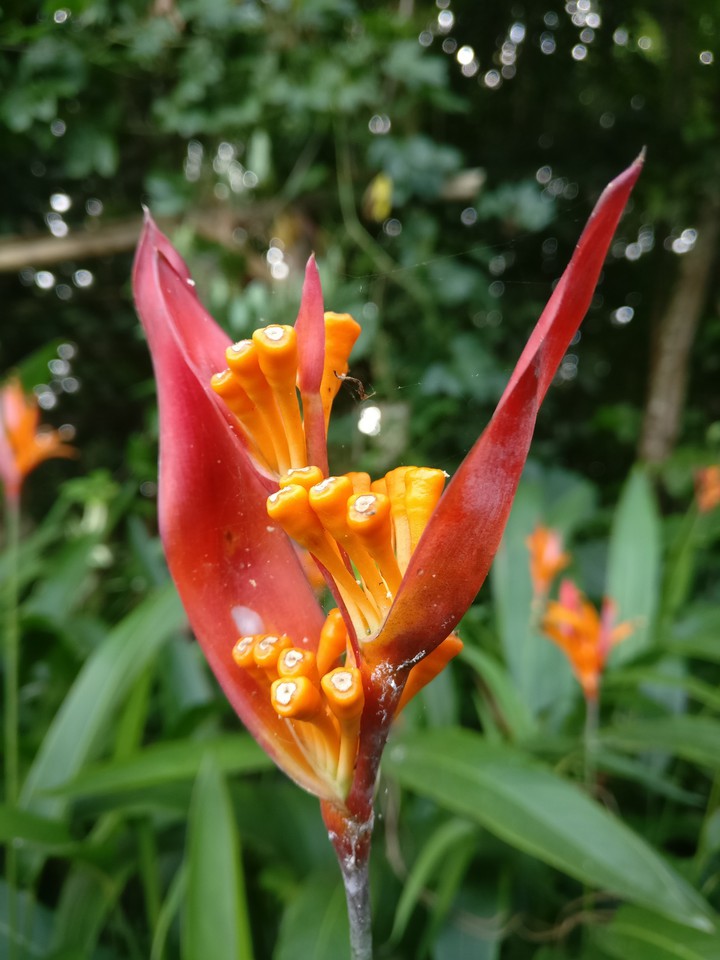 side flower