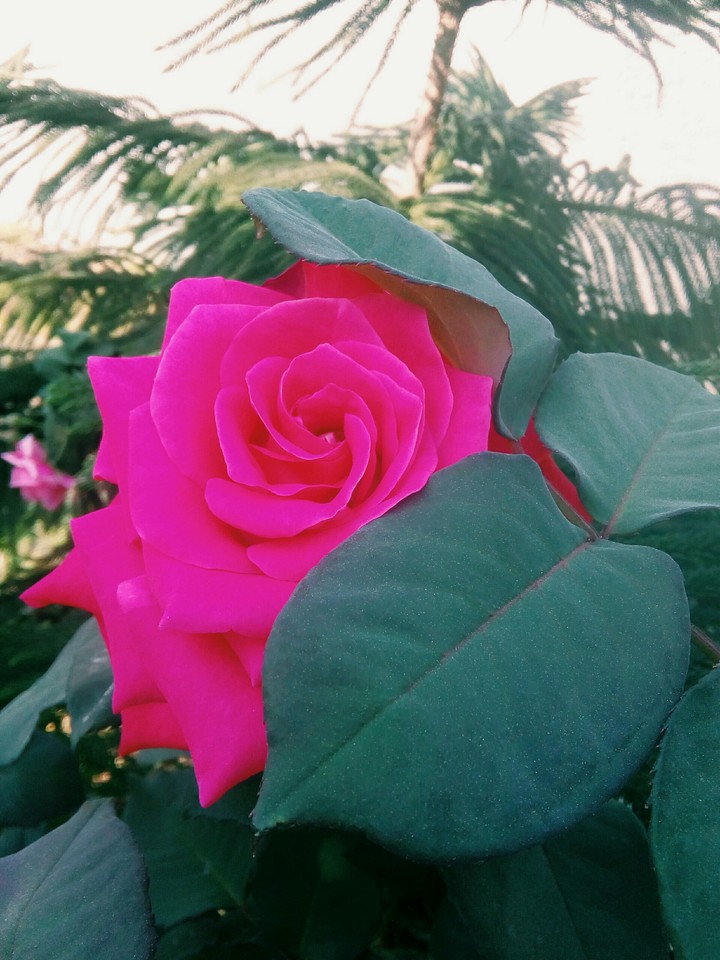 rose under leaf