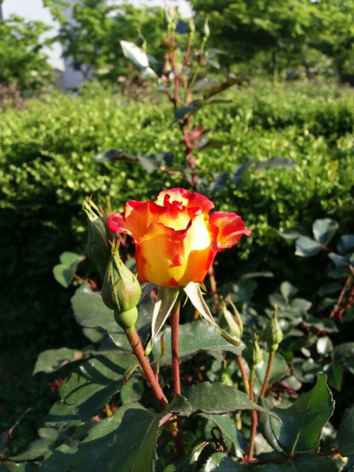 장미