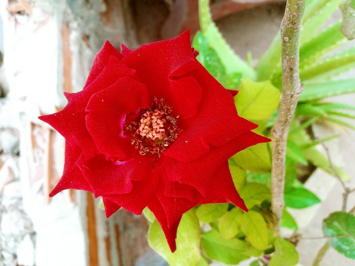 lonely rose