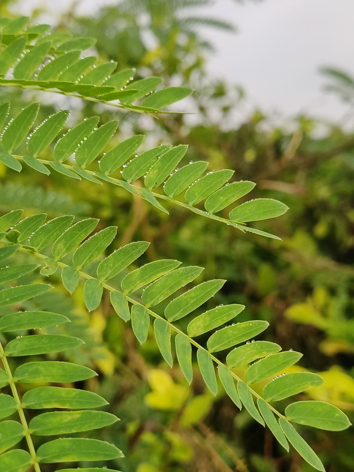 leaves