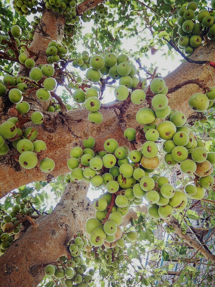gulhad