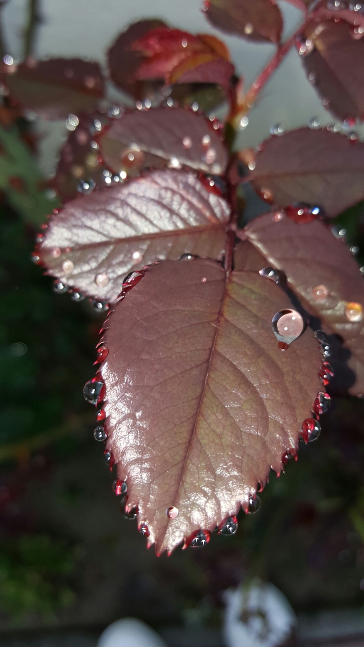 Raindrops on the leaf