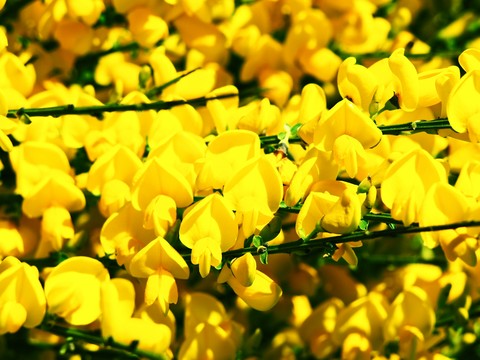 Bloom