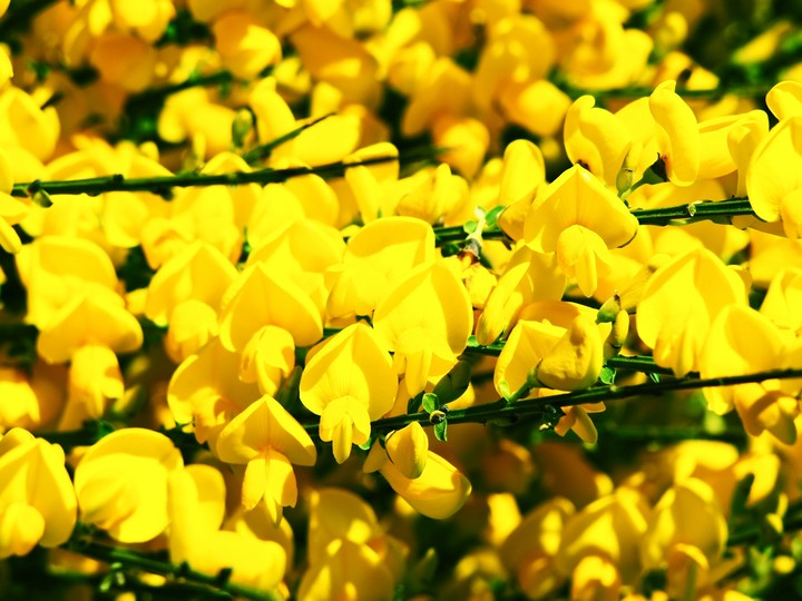 Bloom